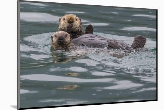 Sea otter and pup, Icy Strait, Alaska, USA-Art Wolfe-Mounted Photographic Print