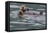 Sea otter and pup, Icy Strait, Alaska, USA-Art Wolfe-Framed Stretched Canvas