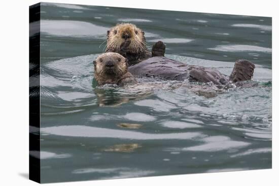 Sea otter and pup, Icy Strait, Alaska, USA-Art Wolfe-Stretched Canvas
