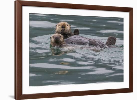 Sea otter and pup, Icy Strait, Alaska, USA-Art Wolfe-Framed Premium Photographic Print