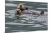 Sea otter and pup, Icy Strait, Alaska, USA-Art Wolfe-Mounted Photographic Print