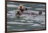 Sea otter and pup, Icy Strait, Alaska, USA-Art Wolfe-Framed Photographic Print