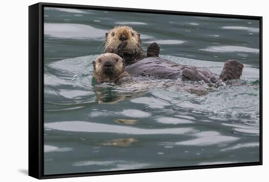 Sea otter and pup, Icy Strait, Alaska, USA-Art Wolfe-Framed Stretched Canvas