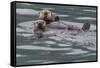 Sea otter and pup, Icy Strait, Alaska, USA-Art Wolfe-Framed Stretched Canvas