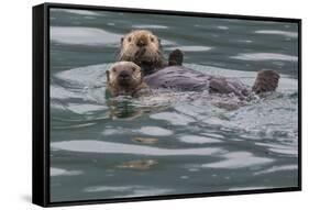 Sea otter and pup, Icy Strait, Alaska, USA-Art Wolfe-Framed Stretched Canvas