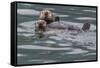 Sea otter and pup, Icy Strait, Alaska, USA-Art Wolfe-Framed Stretched Canvas