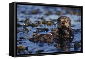 Sea Otter Floating in Kelp-DLILLC-Framed Stretched Canvas