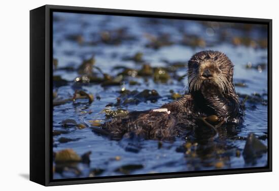 Sea Otter Floating in Kelp-DLILLC-Framed Stretched Canvas