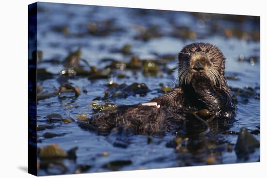 Sea Otter Floating in Kelp-DLILLC-Stretched Canvas