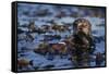 Sea Otter Floating in Kelp-DLILLC-Framed Stretched Canvas