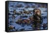 Sea Otter Floating in Kelp-DLILLC-Framed Stretched Canvas