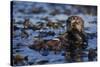 Sea Otter Floating in Kelp-DLILLC-Stretched Canvas