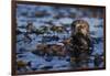 Sea Otter Floating in Kelp-DLILLC-Framed Photographic Print