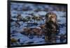 Sea Otter Floating in Kelp-DLILLC-Framed Photographic Print