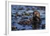 Sea Otter Floating in Kelp-DLILLC-Framed Photographic Print