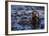 Sea Otter Floating in Kelp-DLILLC-Framed Photographic Print