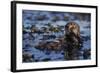 Sea Otter Floating in Kelp-DLILLC-Framed Photographic Print