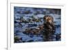 Sea Otter Floating in Kelp-DLILLC-Framed Photographic Print