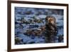 Sea Otter Floating in Kelp-DLILLC-Framed Photographic Print