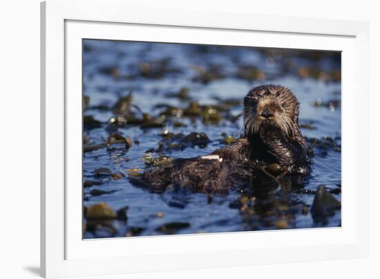 Sea Otter Floating in Kelp-DLILLC-Framed Photographic Print