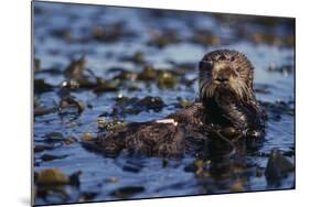 Sea Otter Floating in Kelp-DLILLC-Mounted Photographic Print