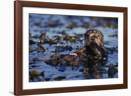 Sea Otter Floating in Kelp-DLILLC-Framed Photographic Print