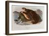 Sea Otter from Quadrupeds of North America (1842-5)-John James Audubon-Framed Giclee Print