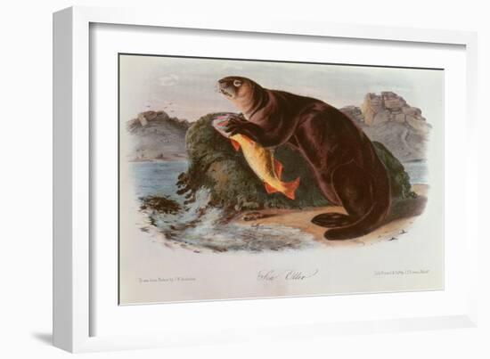 Sea Otter from Quadrupeds of North America (1842-5)-John James Audubon-Framed Giclee Print