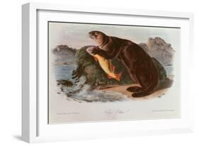 Sea Otter from Quadrupeds of North America (1842-5)-John James Audubon-Framed Giclee Print