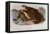 Sea Otter from Quadrupeds of North America (1842-5)-John James Audubon-Framed Stretched Canvas