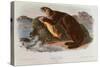 Sea Otter from Quadrupeds of North America (1842-5)-John James Audubon-Stretched Canvas