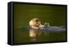 Sea Otter in Afognak Bay at Kodiak Island-Paul Souders-Framed Stretched Canvas