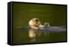 Sea Otter in Afognak Bay at Kodiak Island-Paul Souders-Framed Stretched Canvas
