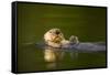 Sea Otter in Afognak Bay at Kodiak Island-Paul Souders-Framed Stretched Canvas