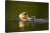 Sea Otter in Afognak Bay at Kodiak Island-Paul Souders-Stretched Canvas