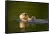 Sea Otter in Afognak Bay at Kodiak Island-Paul Souders-Framed Stretched Canvas