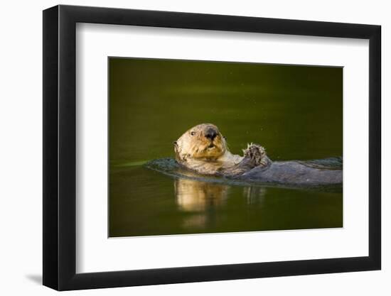 Sea Otter in Afognak Bay at Kodiak Island-Paul Souders-Framed Premium Photographic Print