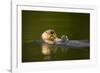 Sea Otter in Afognak Bay at Kodiak Island-Paul Souders-Framed Photographic Print