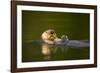 Sea Otter in Afognak Bay at Kodiak Island-Paul Souders-Framed Photographic Print