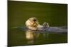 Sea Otter in Afognak Bay at Kodiak Island-Paul Souders-Mounted Photographic Print