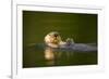 Sea Otter in Afognak Bay at Kodiak Island-Paul Souders-Framed Photographic Print