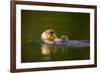 Sea Otter in Afognak Bay at Kodiak Island-Paul Souders-Framed Photographic Print