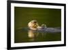 Sea Otter in Afognak Bay at Kodiak Island-Paul Souders-Framed Photographic Print