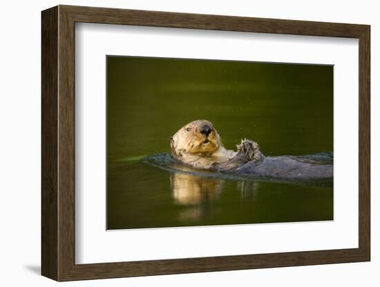 Sea Otter in Afognak Bay at Kodiak Island-Paul Souders-Framed Photographic Print