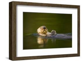 Sea Otter in Afognak Bay at Kodiak Island-Paul Souders-Framed Photographic Print