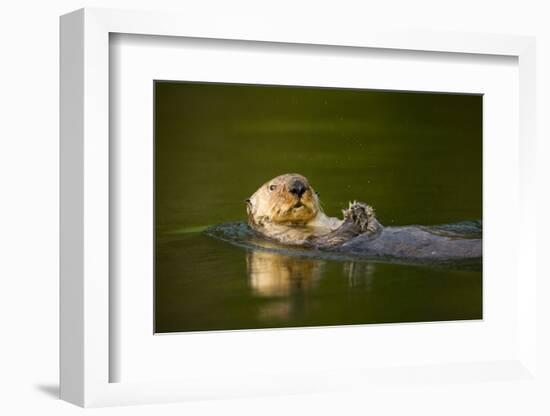 Sea Otter in Afognak Bay at Kodiak Island-Paul Souders-Framed Photographic Print