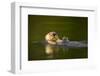 Sea Otter in Afognak Bay at Kodiak Island-Paul Souders-Framed Photographic Print