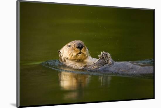 Sea Otter in Afognak Bay at Kodiak Island-Paul Souders-Mounted Photographic Print