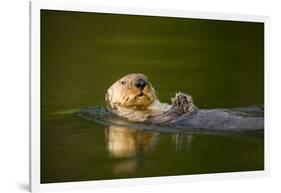 Sea Otter in Afognak Bay at Kodiak Island-Paul Souders-Framed Photographic Print