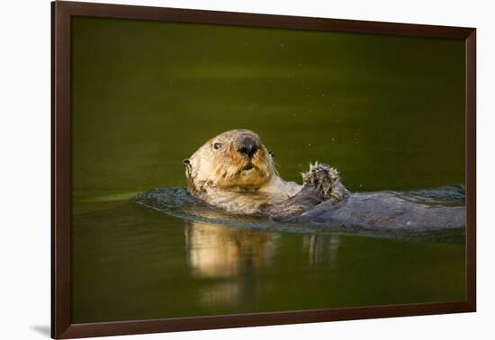 Sea Otter in Afognak Bay at Kodiak Island-Paul Souders-Framed Photographic Print